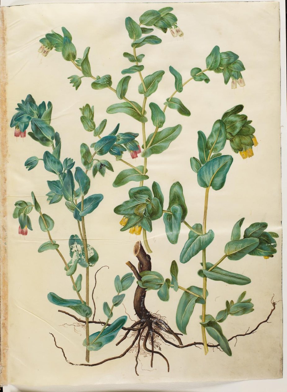 Cerinthe major (stor voksurt) autorstwa Hans Simon Holtzbecker