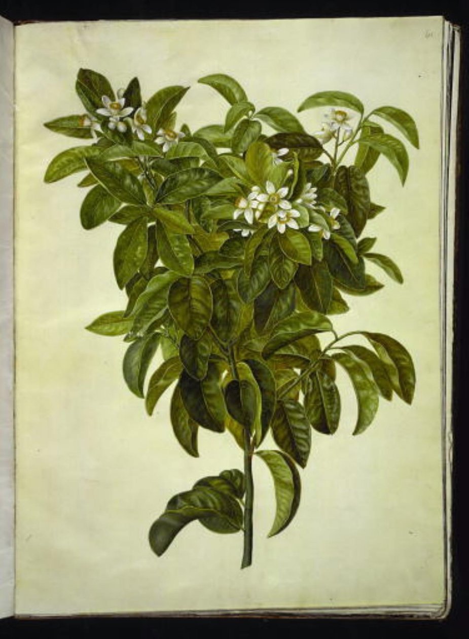 Limonka cytrusowa (cytryna pospolita) autorstwa Hans Simon Holtzbecker