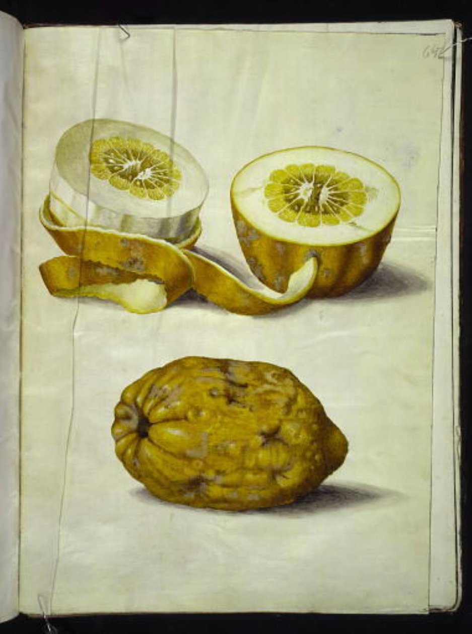 Citrus Medica (cedr) autorstwa Hans Simon Holtzbecker