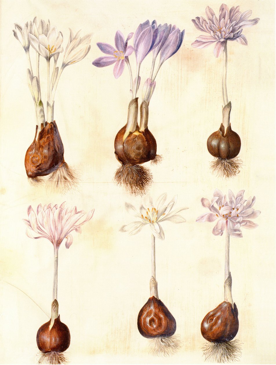 Colchicum autumnale autorstwa Hans Simon Holtzbecker