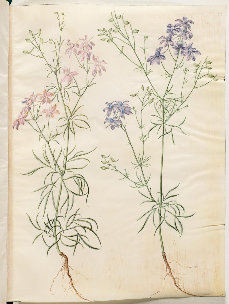Consolida Regalis (Korn-Riedersfoor) autorstwa Hans Simon Holtzbecker