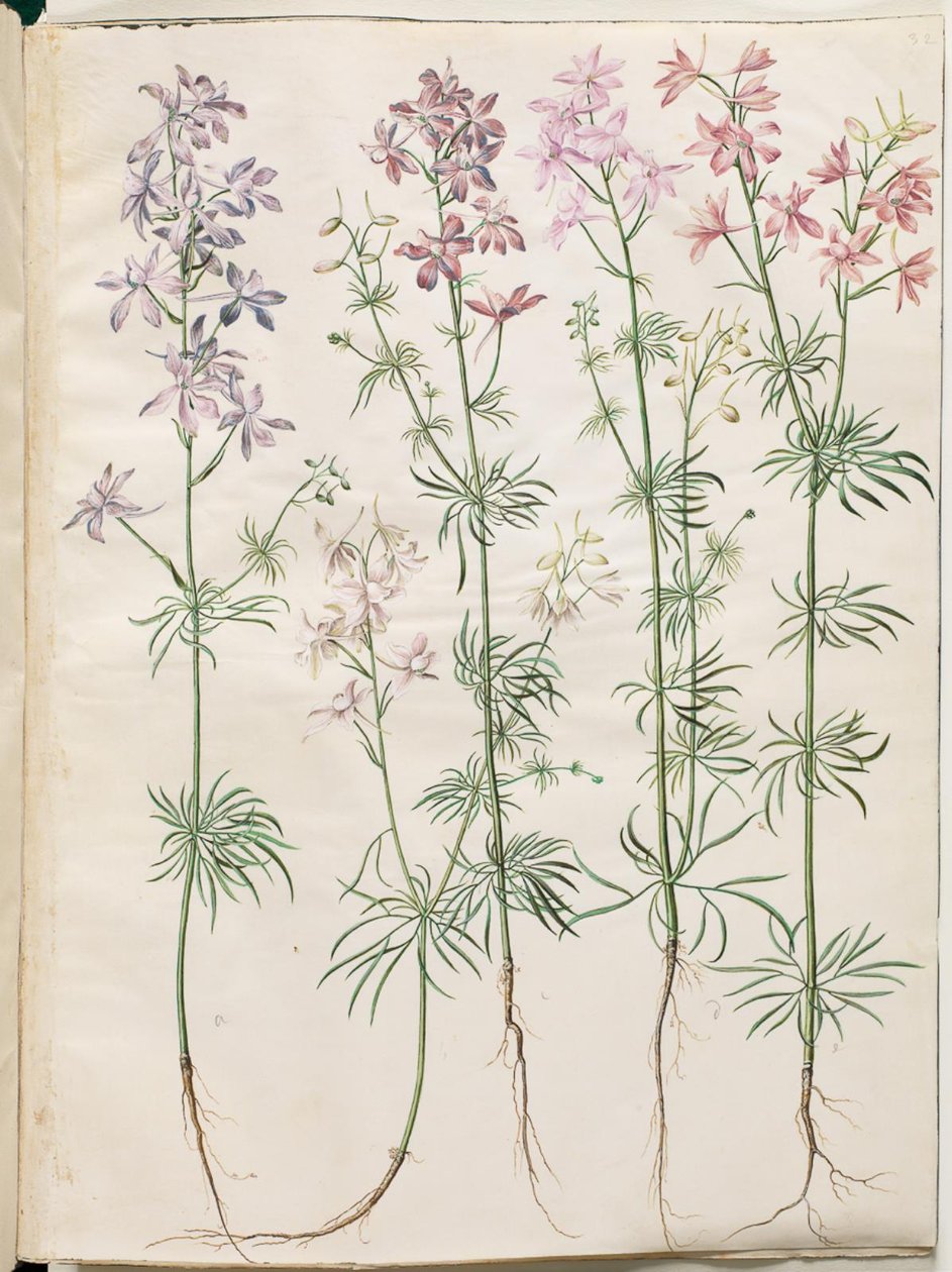 Consolida Regalis (Korn-Riedersfoor) autorstwa Hans Simon Holtzbecker