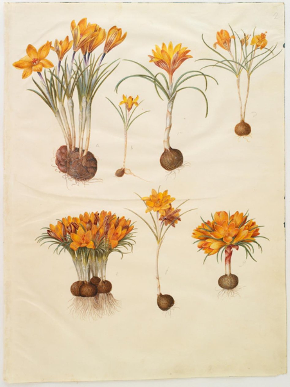 Krokus angustifolius (krokus bałkański) autorstwa Hans Simon Holtzbecker