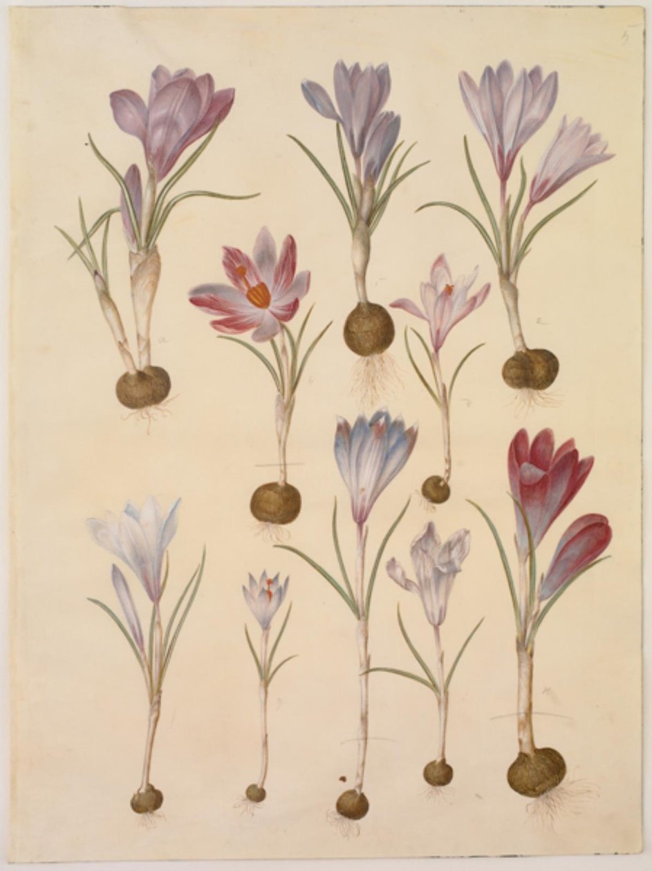 Crocus vernus (krokus wiosenny) autorstwa Hans Simon Holtzbecker