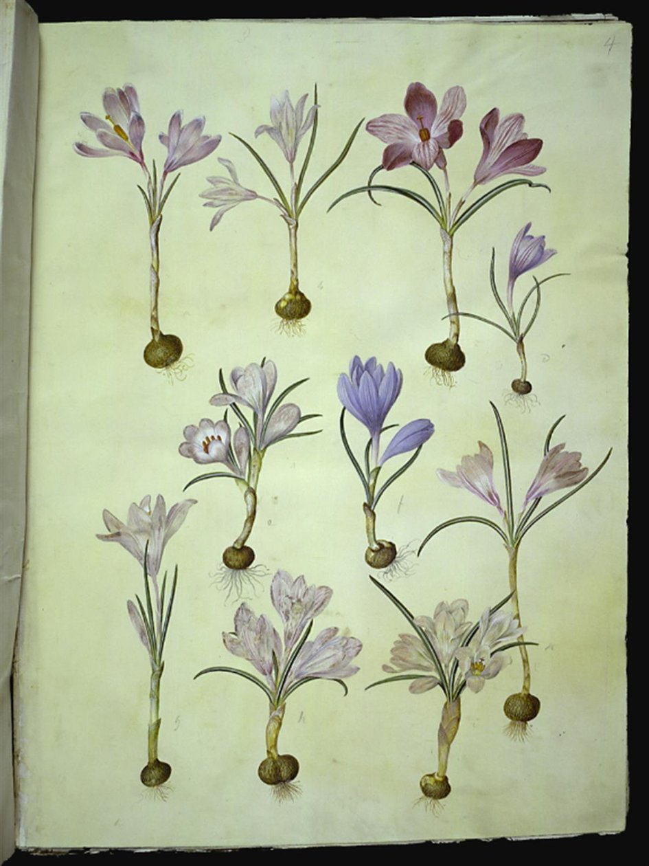 Crocus vernus (krokus wiosenny) autorstwa Hans Simon Holtzbecker