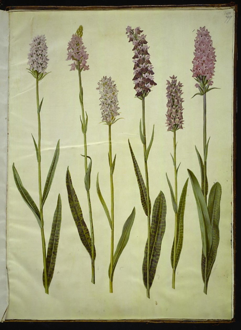 Dactylorhiza maculata (ziele kukułki cętkowanej) autorstwa Hans Simon Holtzbecker