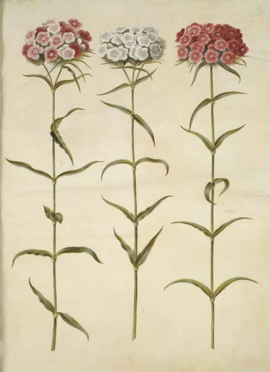 Dianthus barbatus (goździk studencki) autorstwa Hans Simon Holtzbecker