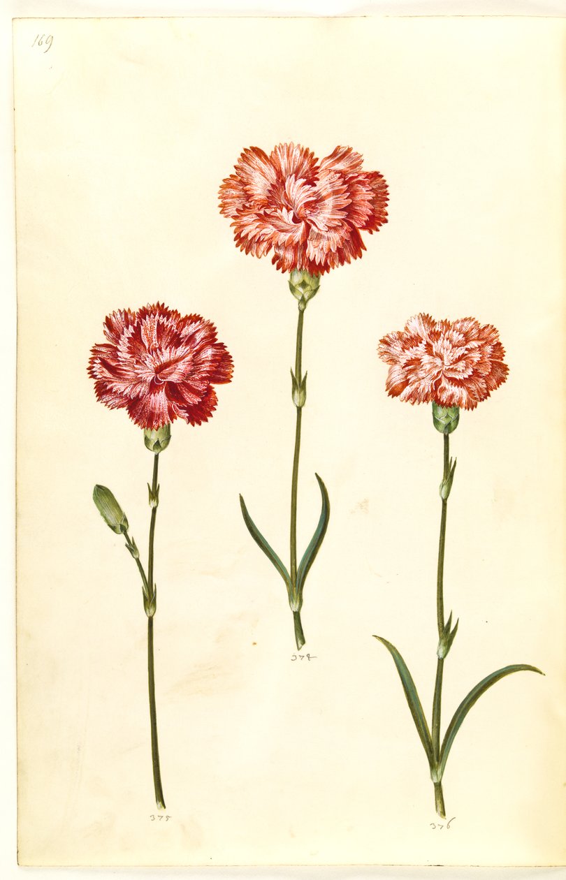 Dianthus caryophyllus (goździk ogrodowy) autorstwa Hans Simon Holtzbecker