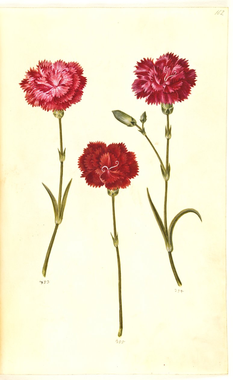 Dianthus caryophyllus (goździk ogrodowy) autorstwa Hans Simon Holtzbecker