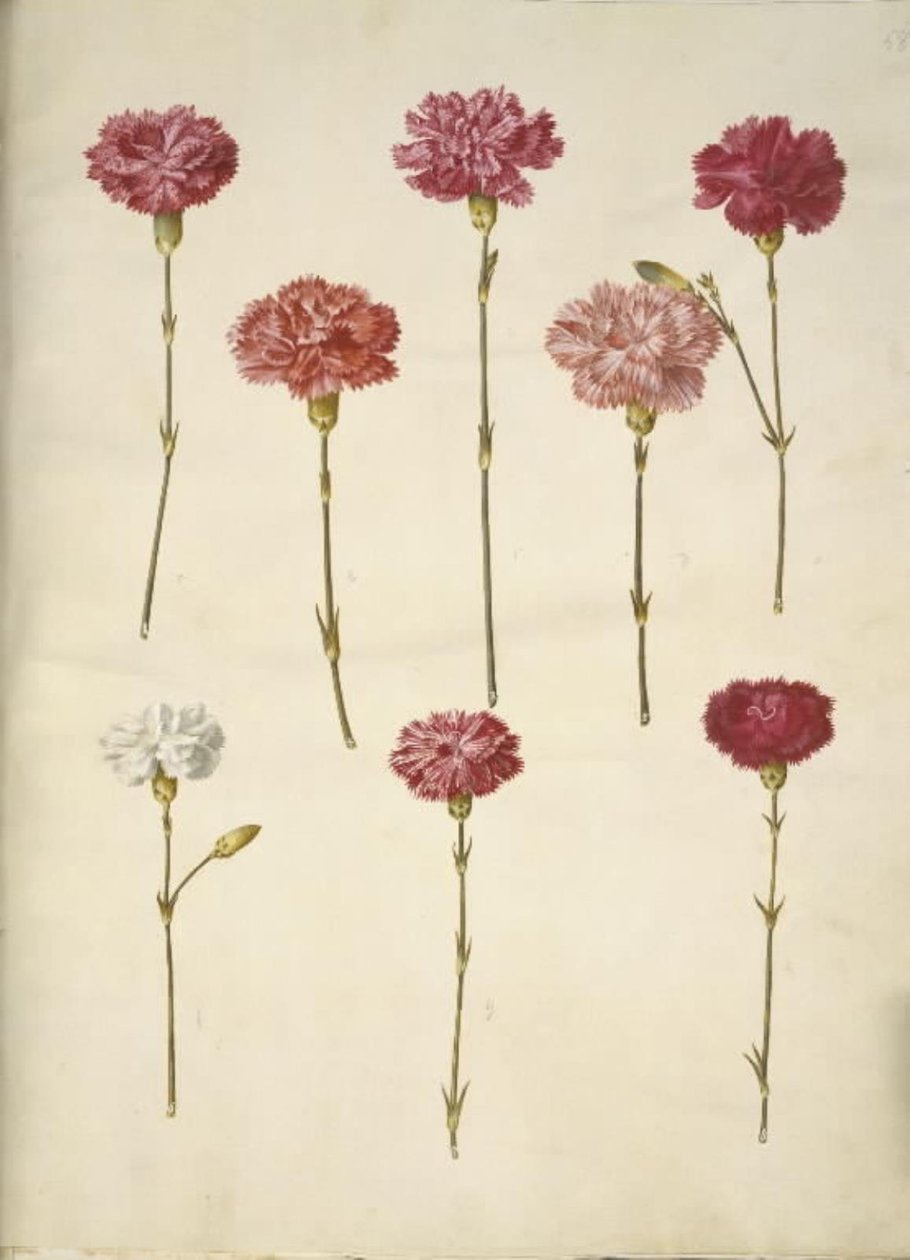 Dianthus caryophyllus (goździk ogrodowy) autorstwa Hans Simon Holtzbecker
