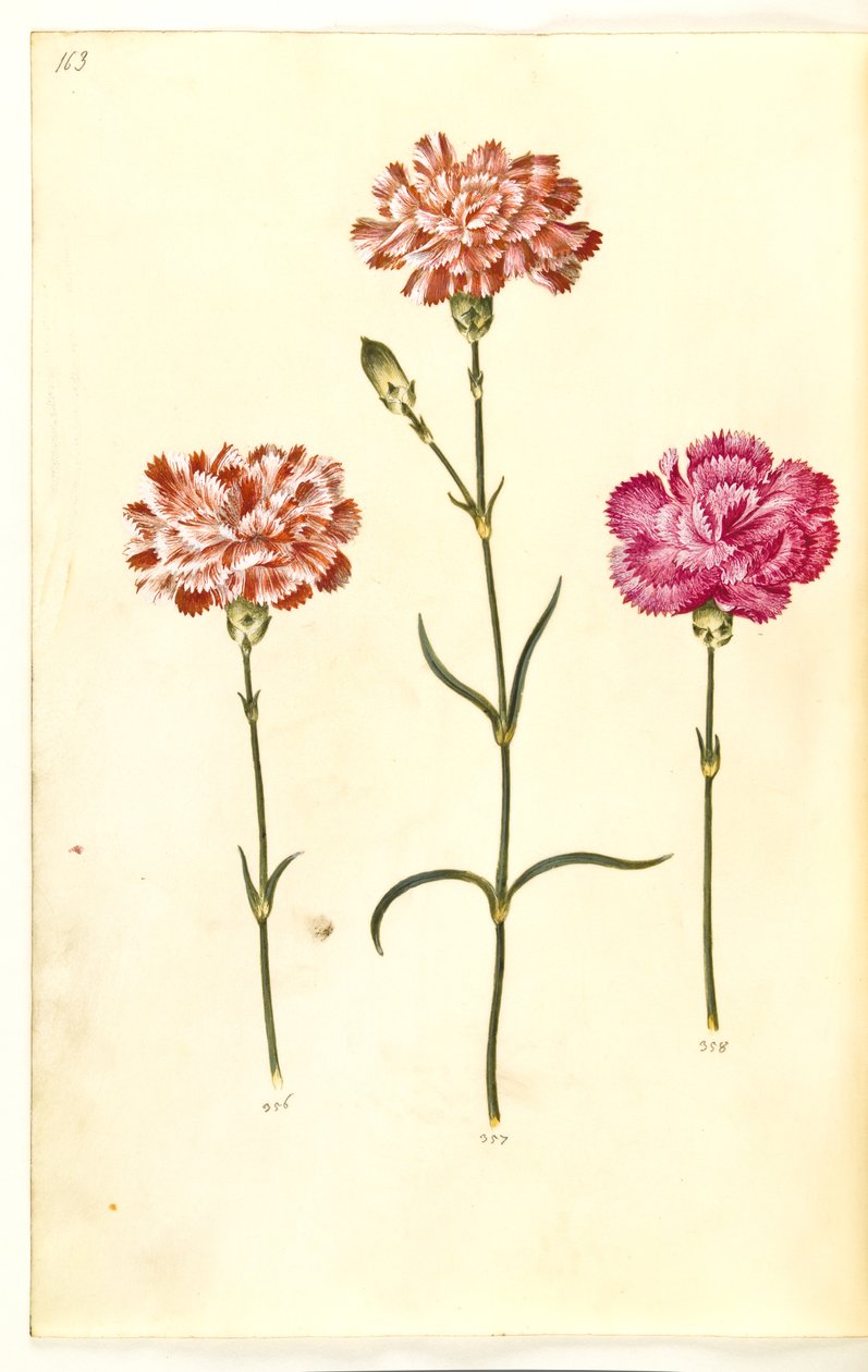 Dianthus caryophyllus (goździk ogrodowy) autorstwa Hans Simon Holtzbecker