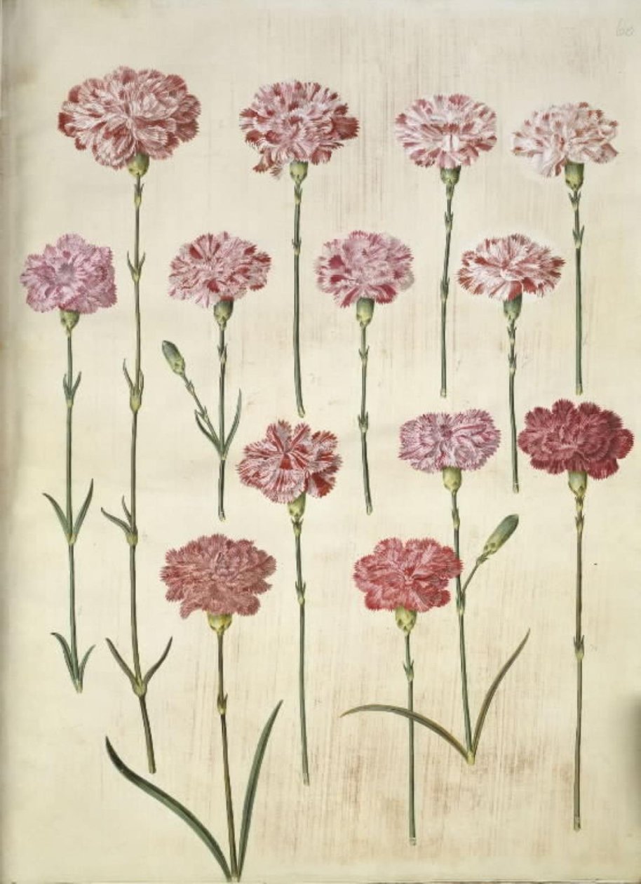 Dianthus caryophyllus (goździk ogrodowy) autorstwa Hans Simon Holtzbecker