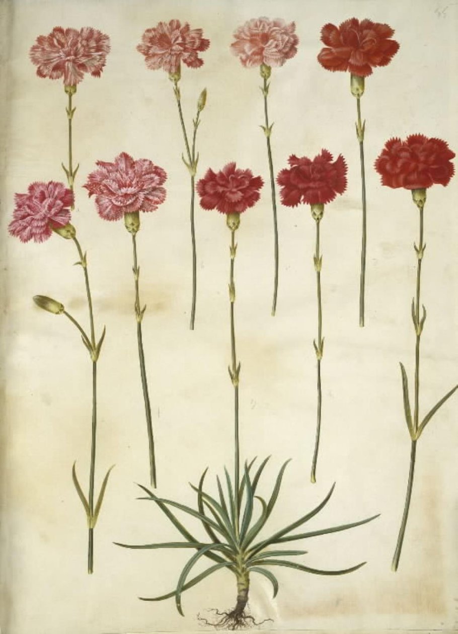 Dianthus caryophyllus (goździk ogrodowy) autorstwa Hans Simon Holtzbecker