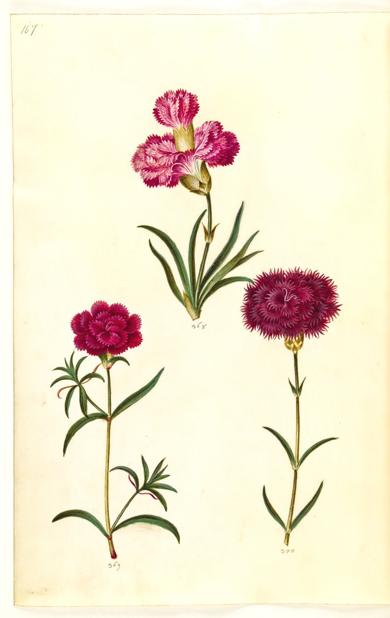 Dianthus caryophyllus (goździk ogrodowy) autorstwa Hans Simon Holtzbecker
