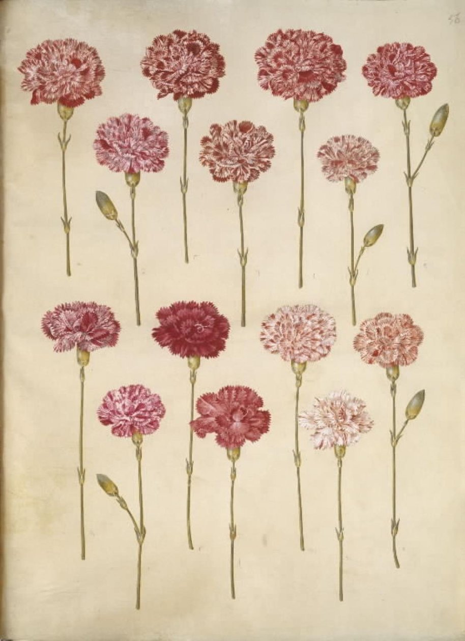 Dianthus caryophyllus (goździk ogrodowy) autorstwa Hans Simon Holtzbecker