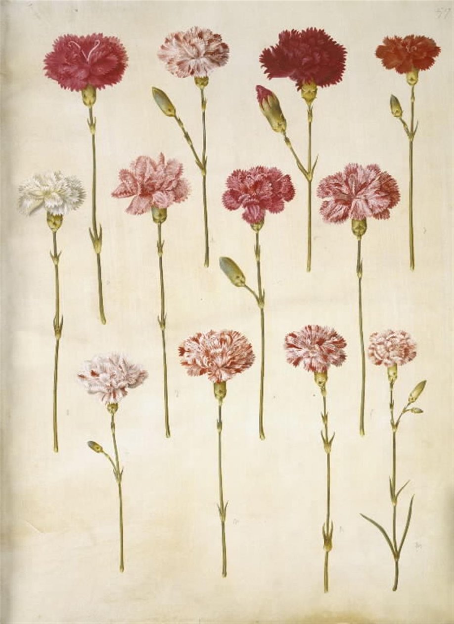 Dianthus caryophyllus (goździk ogrodowy) autorstwa Hans Simon Holtzbecker