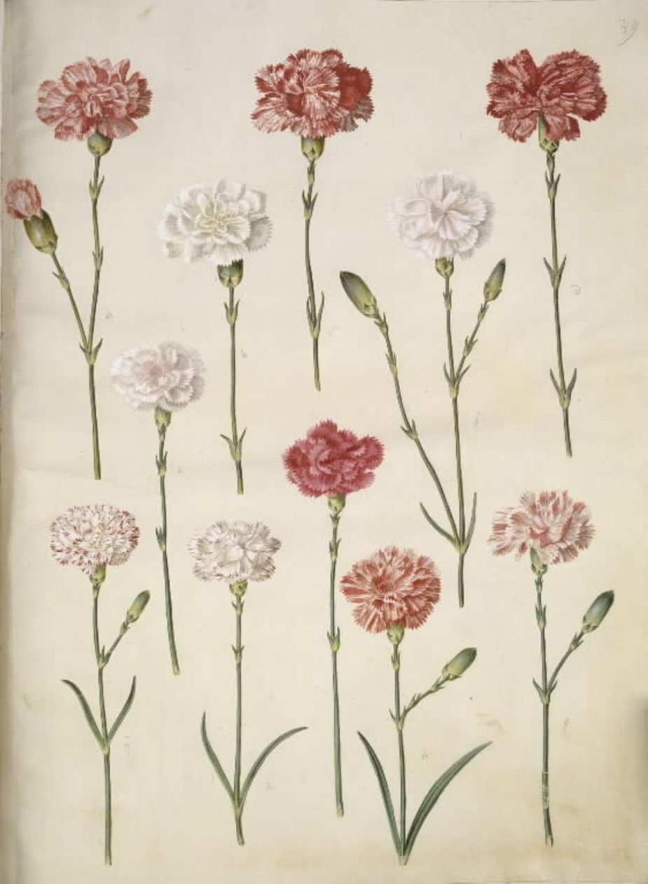 Dianthus caryophyllus (goździk ogrodowy) autorstwa Hans Simon Holtzbecker