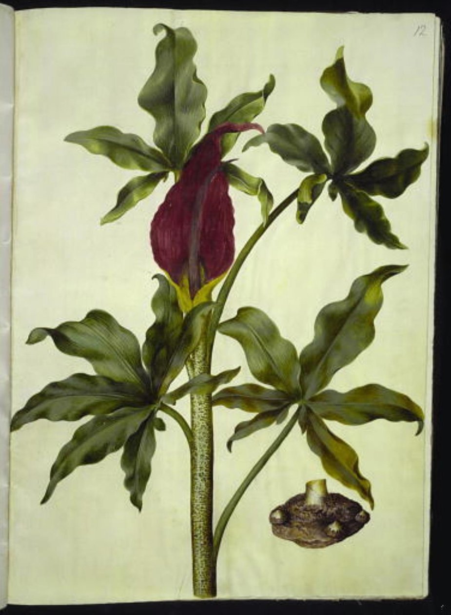Dracunculus vulgaris (powszechny korzeń smoka) autorstwa Hans Simon Holtzbecker