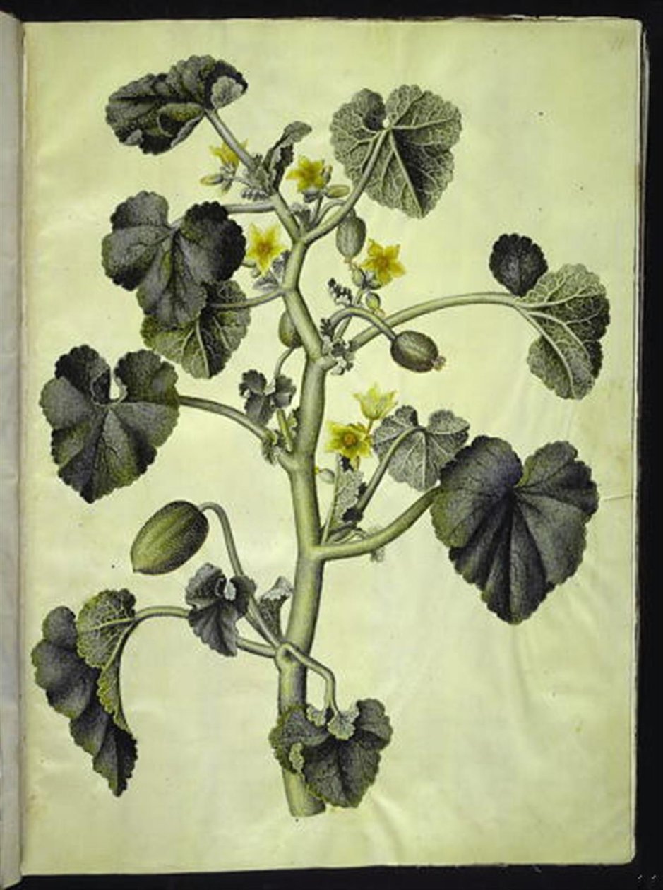 Ecballium elaterium autorstwa Hans Simon Holtzbecker