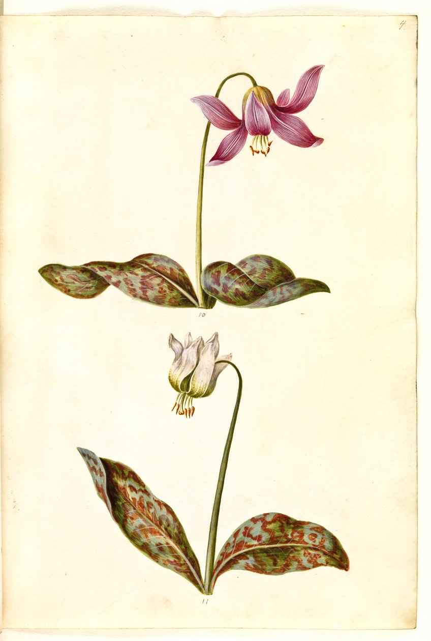 Erythronium dens-canis (prawdziwy ząb psa) autorstwa Hans Simon Holtzbecker
