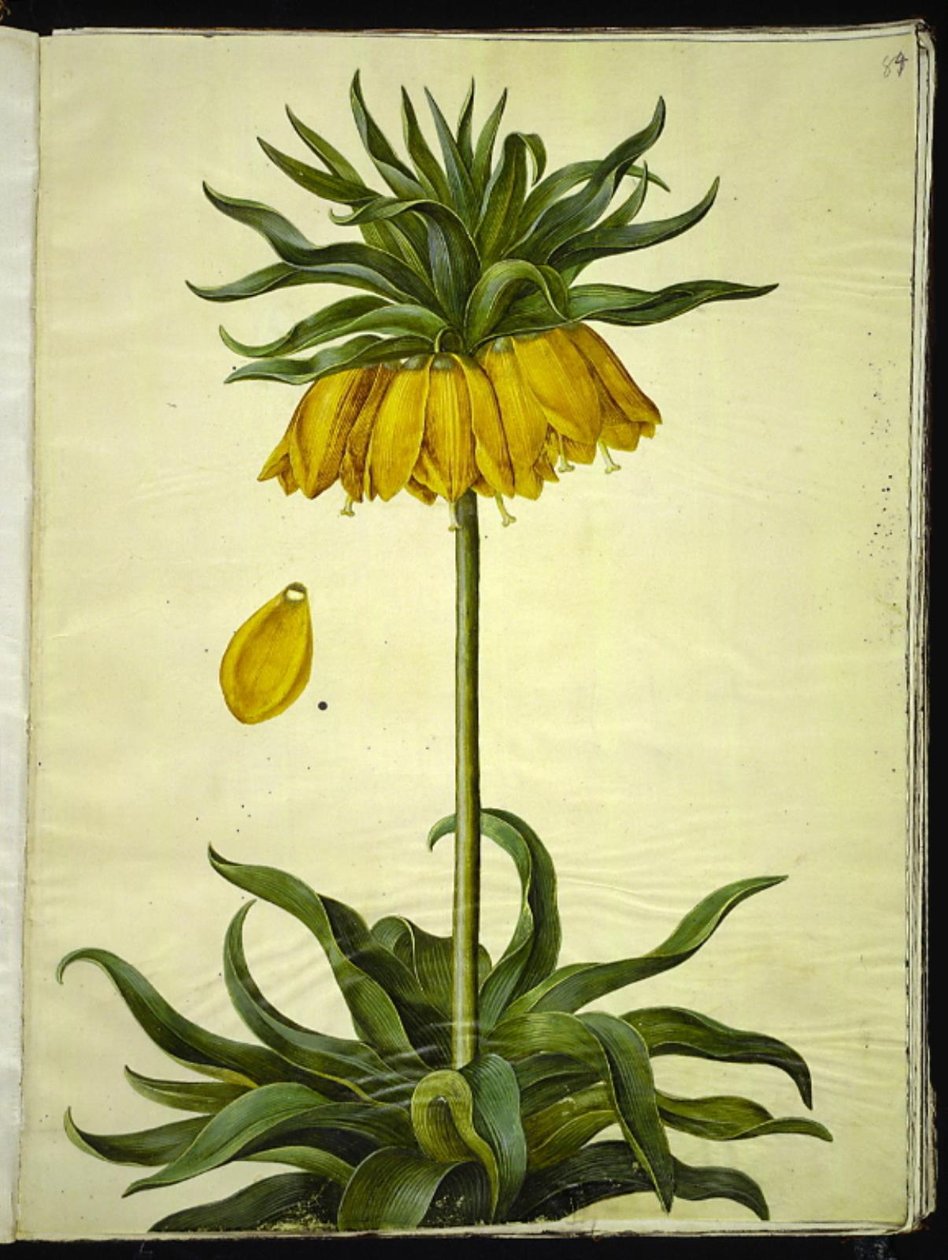 Fritillaria imperialis (cesarz koronny) autorstwa Hans Simon Holtzbecker