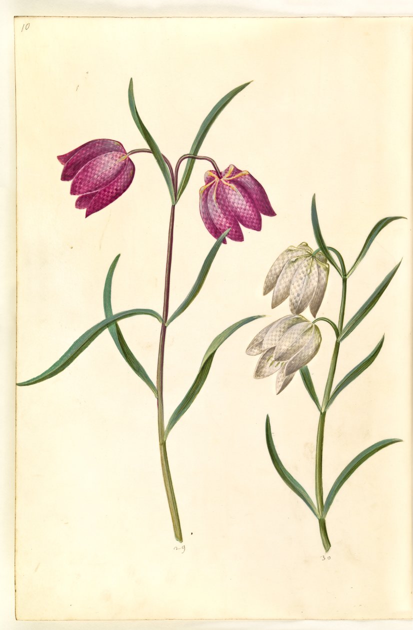 Fritillaria meleagris (jajo żmii pospolitej) autorstwa Hans Simon Holtzbecker