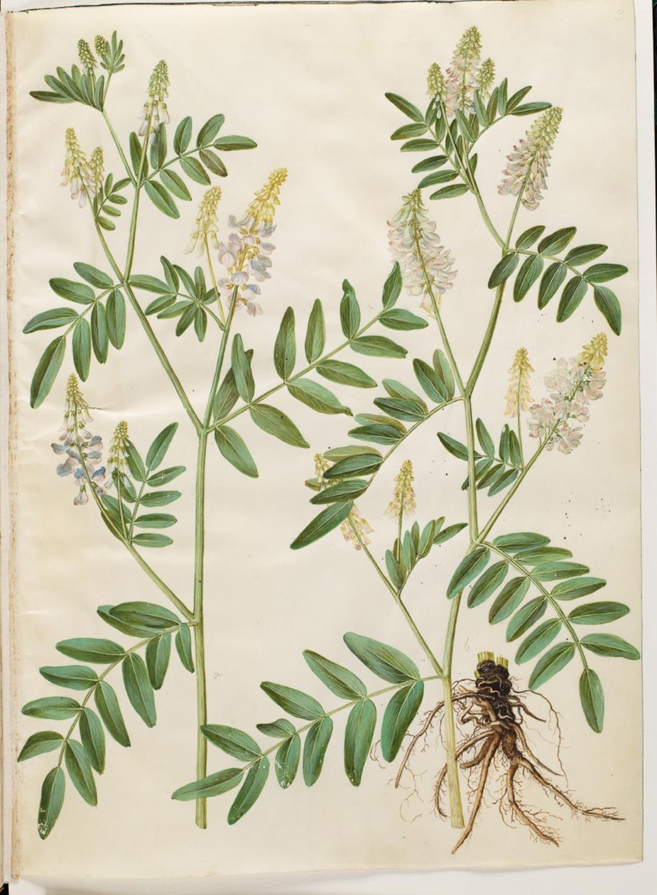 Galega officinalis (kapsuła lekarska) autorstwa Hans Simon Holtzbecker