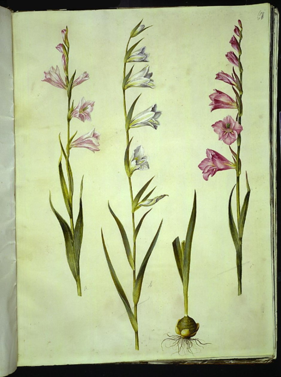 Gladiolus communis (mieczyk pospolity) autorstwa Hans Simon Holtzbecker