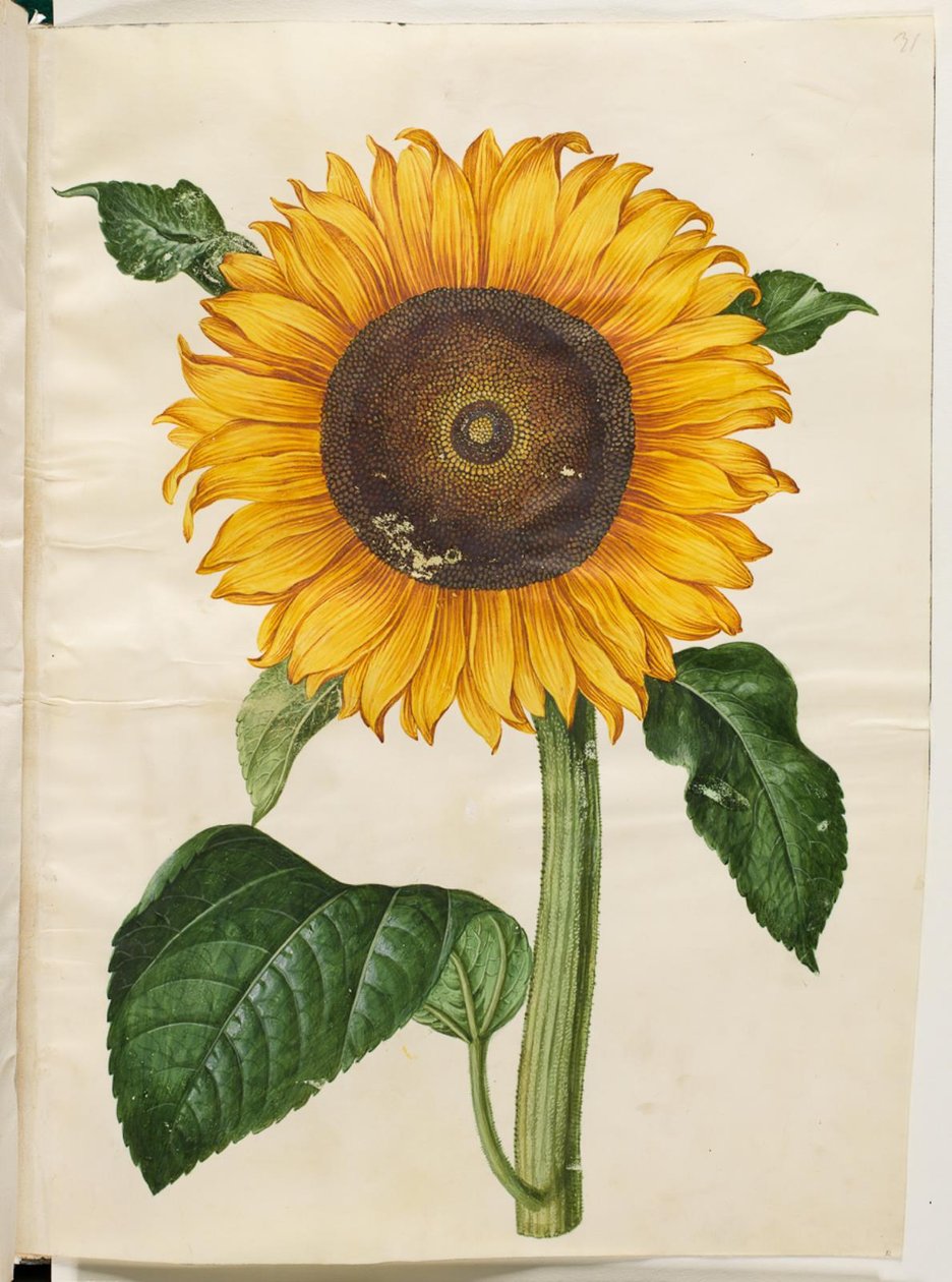 Helianthus annuus (słonecznik zwyczajny) autorstwa Hans Simon Holtzbecker