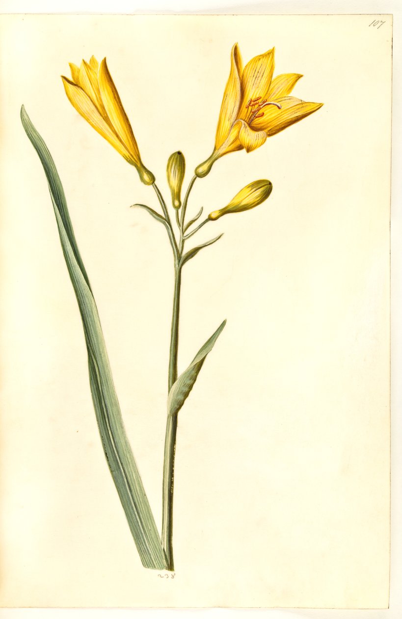 Hemerocallis lilioasphodelus (gul daglilje) autorstwa Hans Simon Holtzbecker