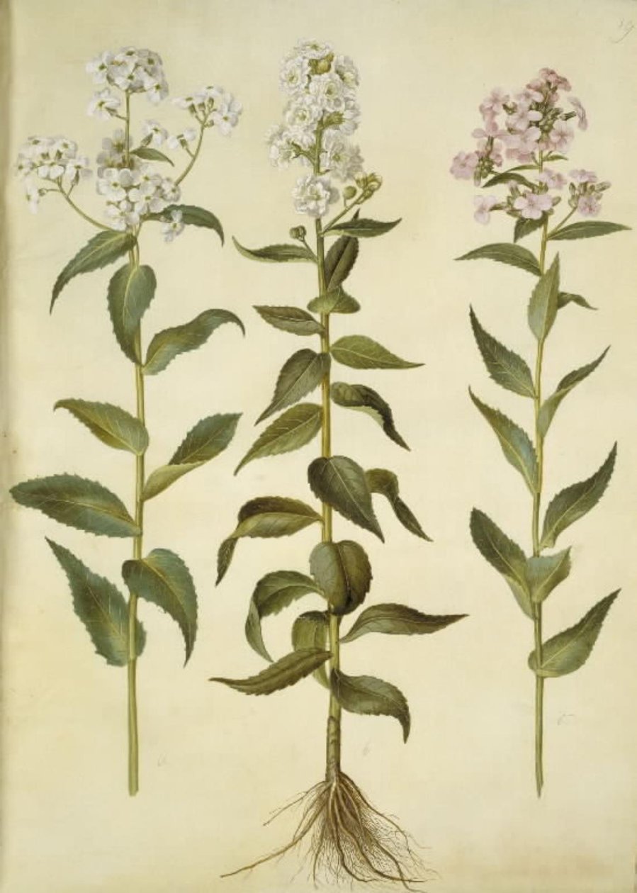 Hesperis matronalis (powszechna gwiazda wieczorna) autorstwa Hans Simon Holtzbecker