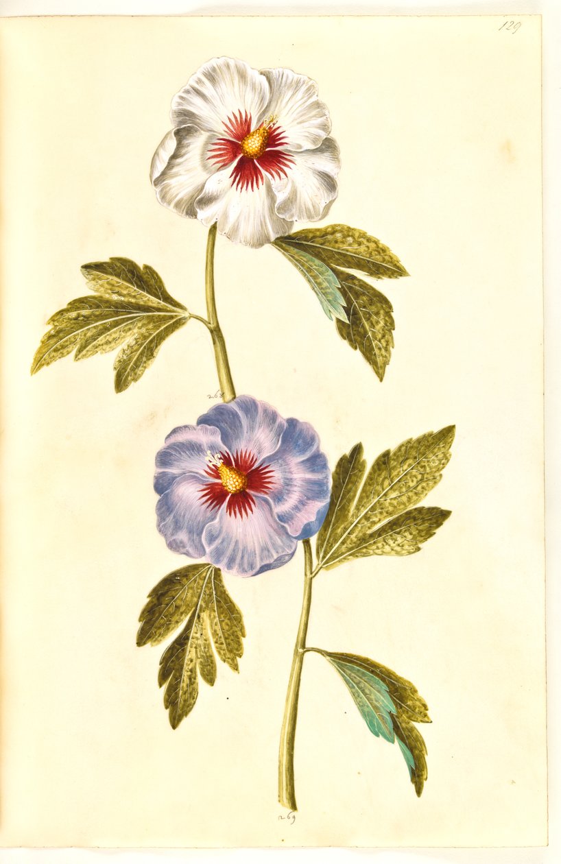 Hibiscus syriacus (róża syryjska) autorstwa Hans Simon Holtzbecker