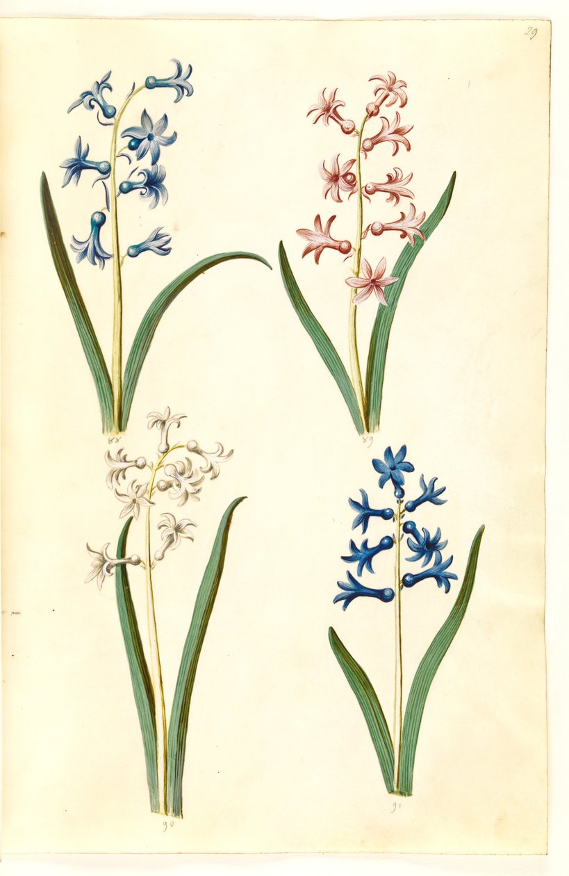Hiacynt orientalny (hiacynt almindelig) autorstwa Hans Simon Holtzbecker