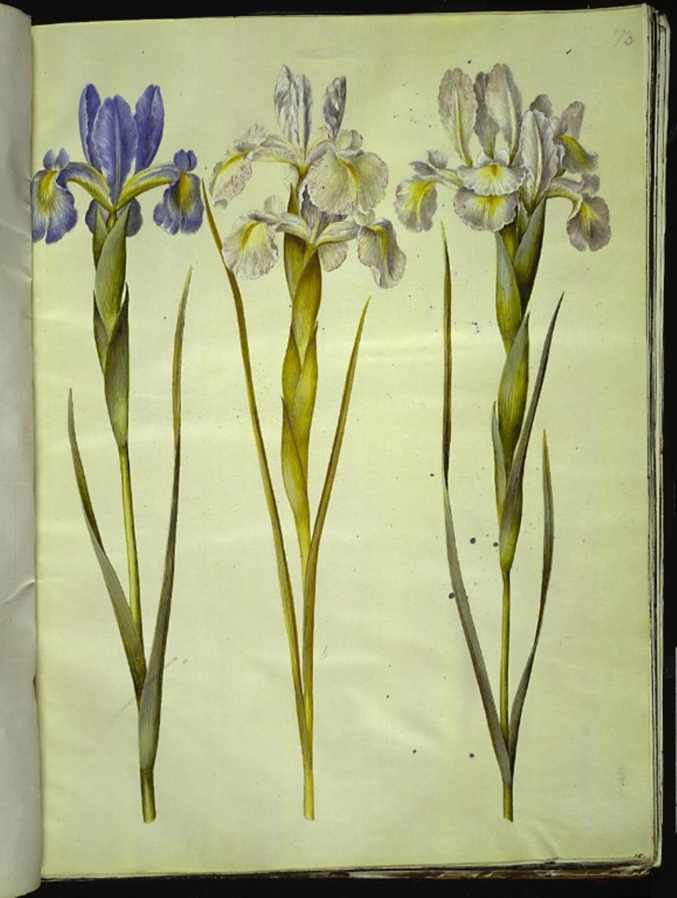 Iris latifolia (angielska tęczówka) autorstwa Hans Simon Holtzbecker