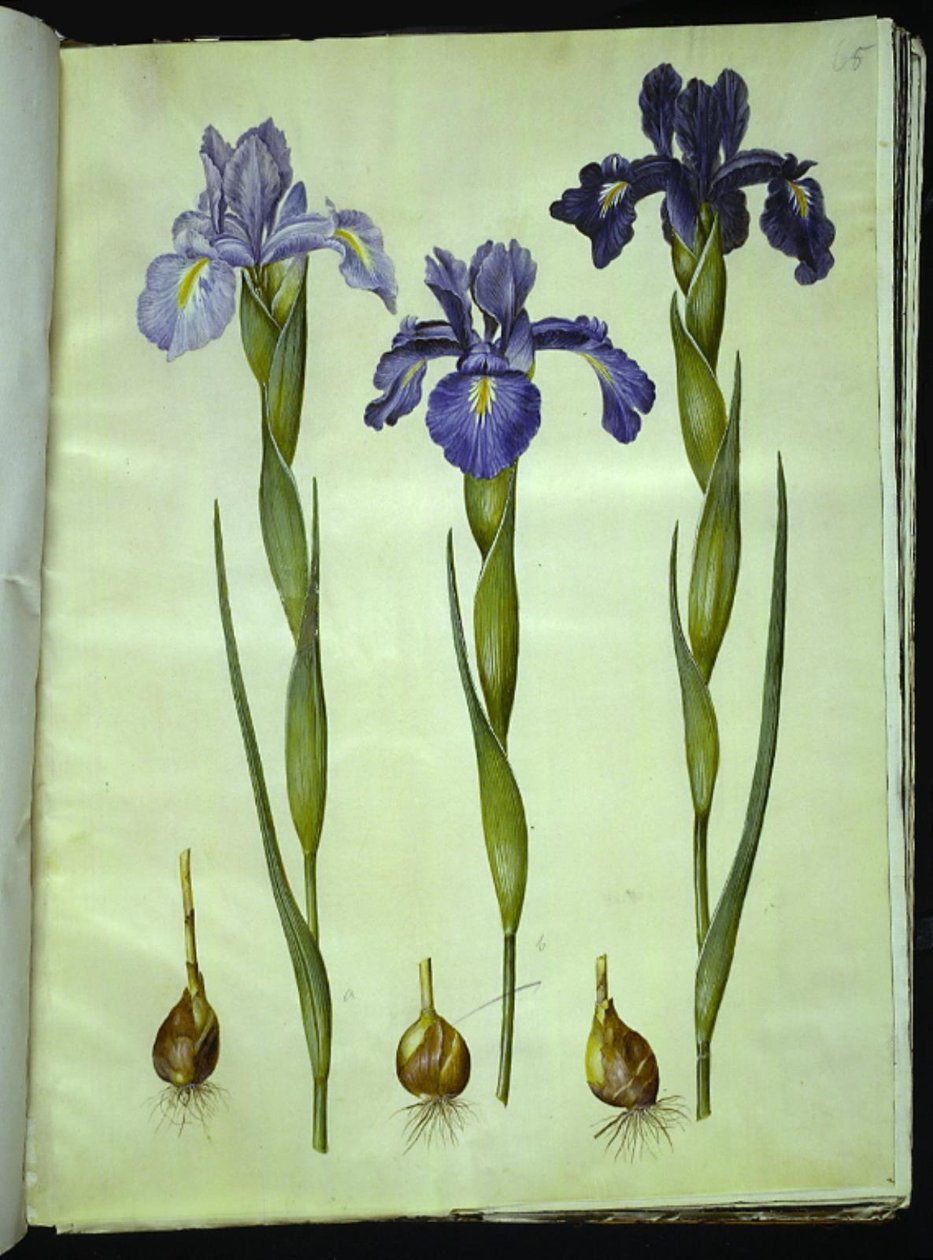 Iris latifolia (angielska tęczówka) autorstwa Hans Simon Holtzbecker