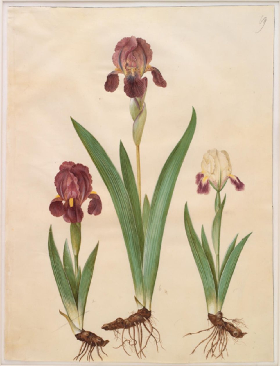 Irys ×lurida (tęczówka hybrydowa) autorstwa Hans Simon Holtzbecker