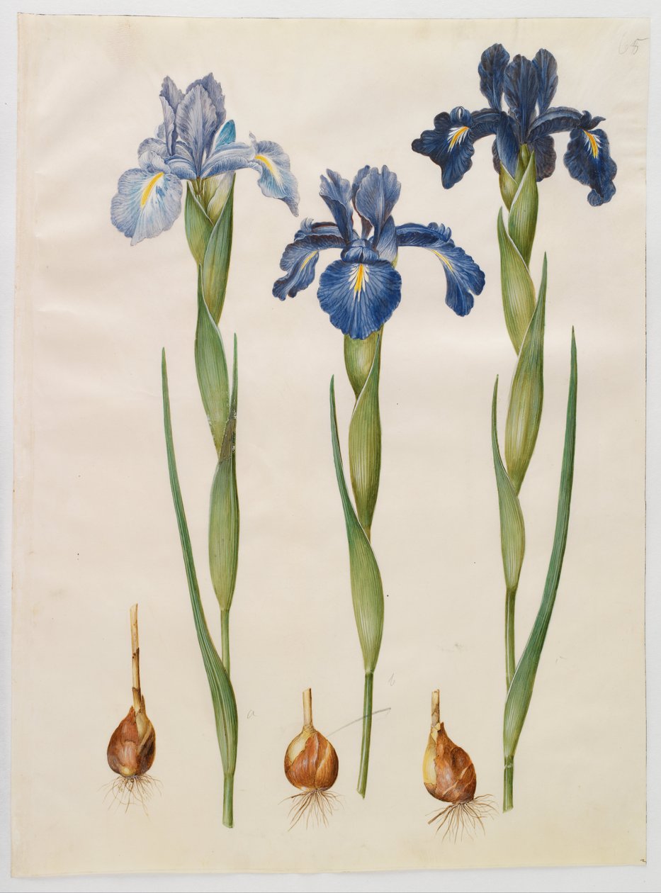 Iris xiphioides autorstwa Hans Simon Holtzbecker