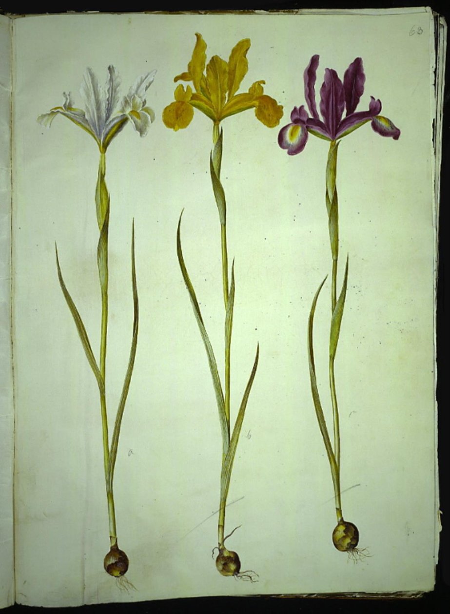 Iris xiphium (hiszpański irys) autorstwa Hans Simon Holtzbecker