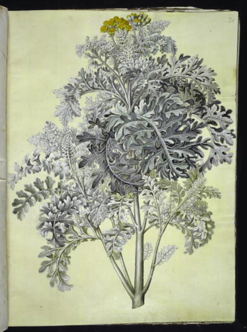 Jacobaea maritima (gråblad) autorstwa Hans Simon Holtzbecker