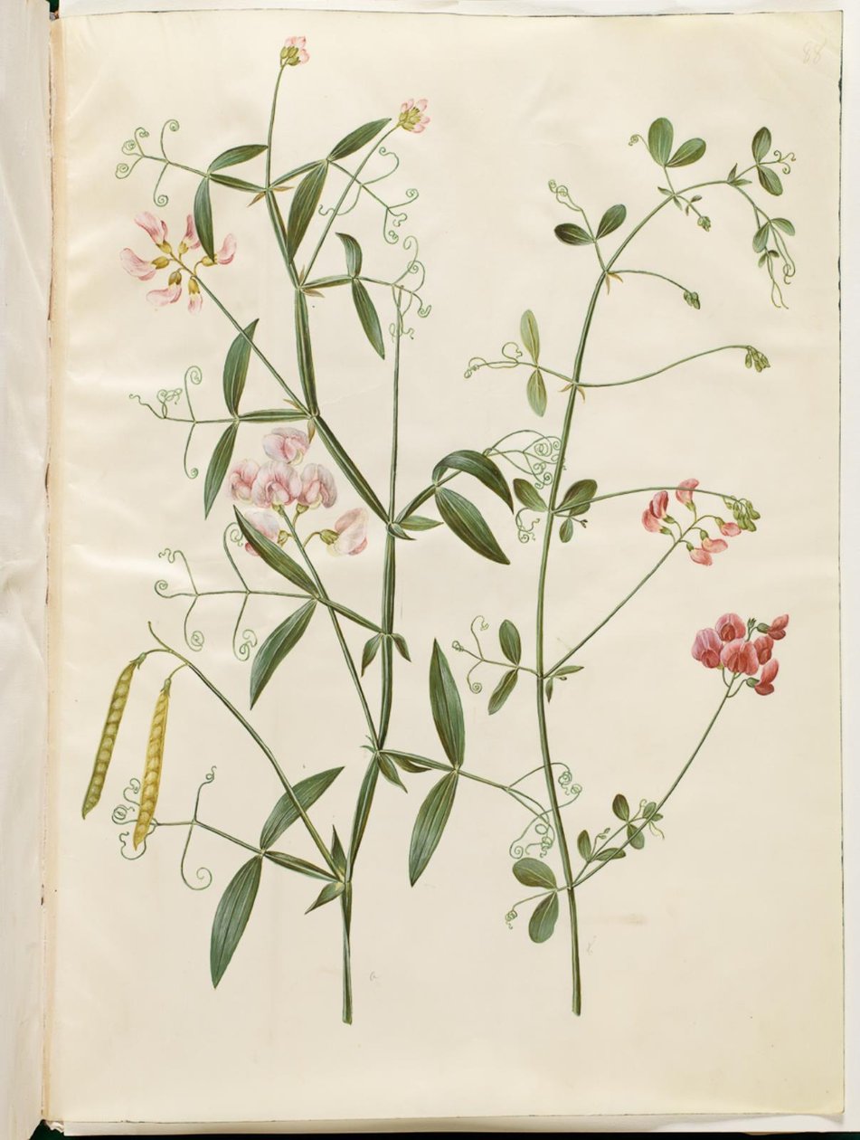 Lathyrus sylvestris (las płaski strąk); Lathyrus tuberosus (płaski strąk bulw) autorstwa Hans Simon Holtzbecker