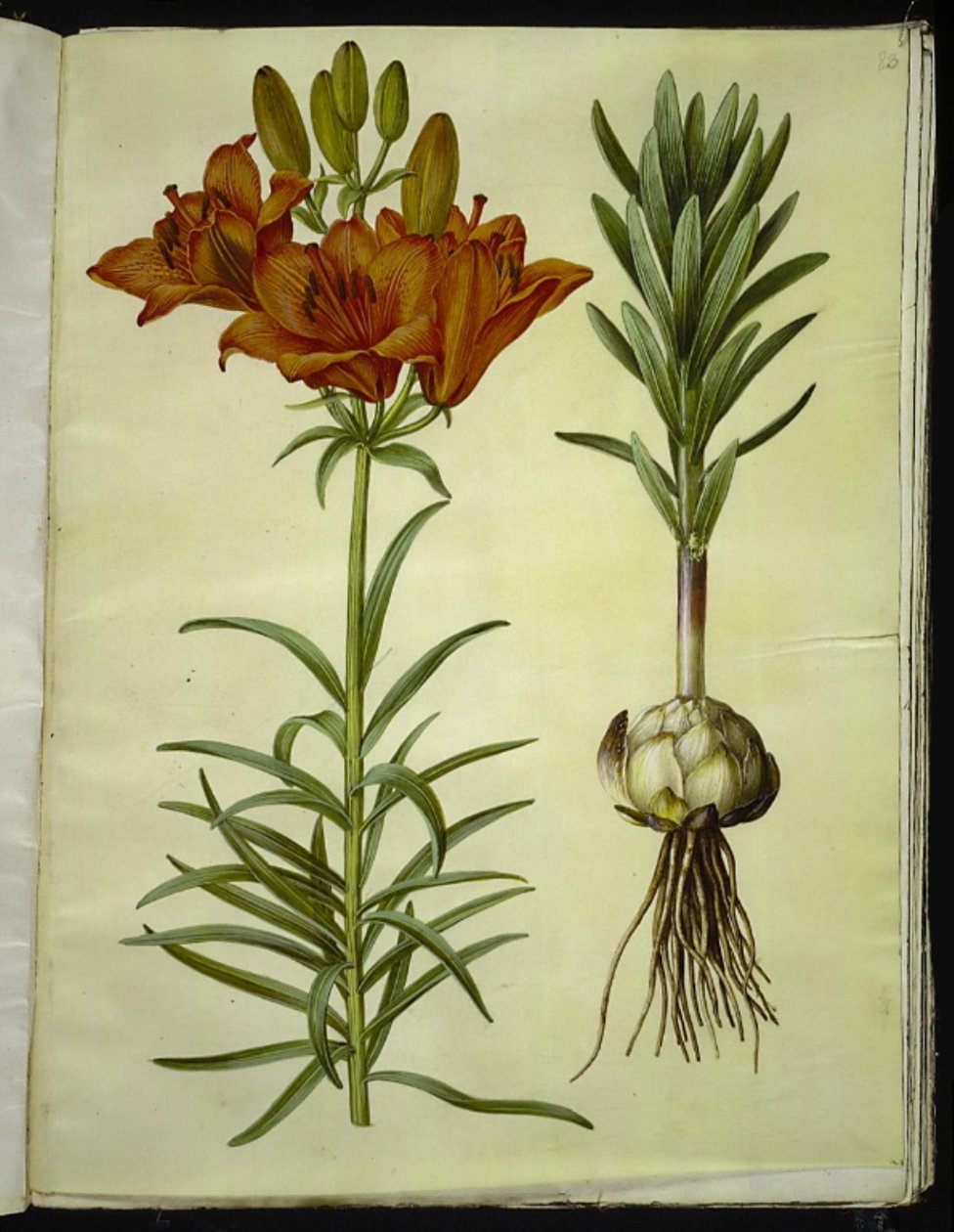 Lilium bulbiferum (lilia ognista) autorstwa Hans Simon Holtzbecker