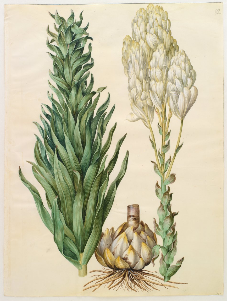 Lilium candidum monstrosum autorstwa Hans Simon Holtzbecker
