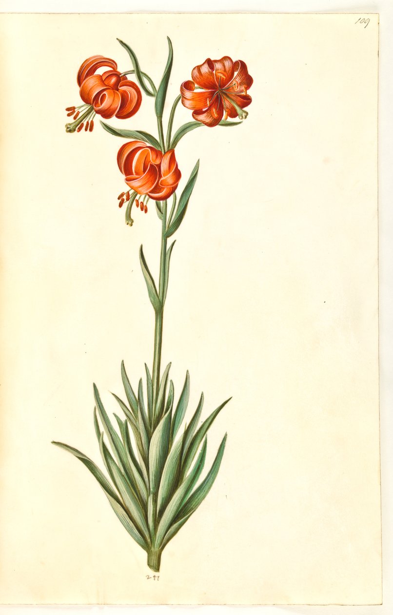 Lilia Pompon (pompon-lilje) autorstwa Hans Simon Holtzbecker