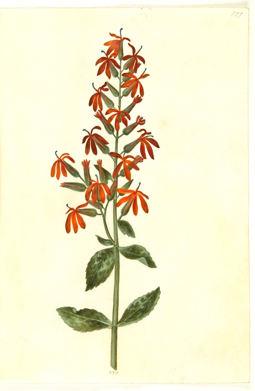 Lobelia cardinalis (lobelie kardynalne) autorstwa Hans Simon Holtzbecker