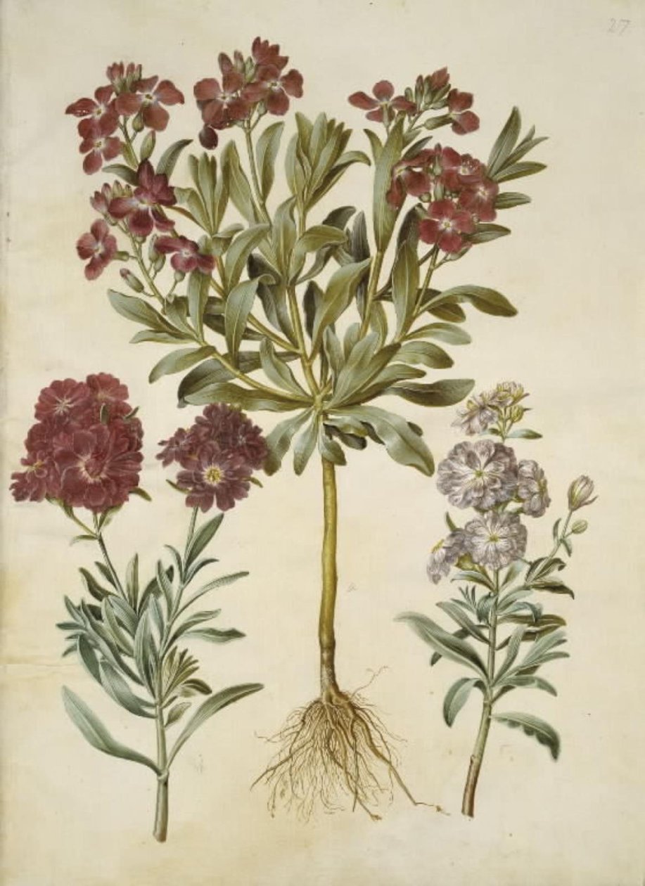 Matthiola incana (vinter-levkøj) autorstwa Hans Simon Holtzbecker