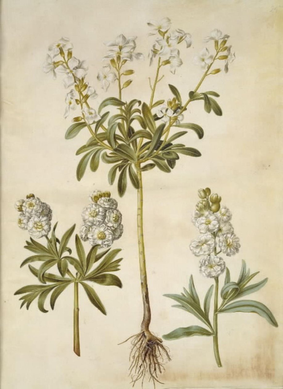Matthiola incana (vinter-levkøj) autorstwa Hans Simon Holtzbecker