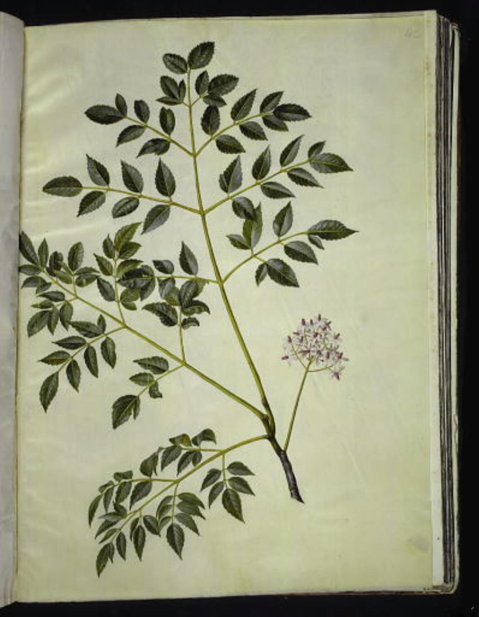 Melia azedarach (Paternostertrae) autorstwa Hans Simon Holtzbecker