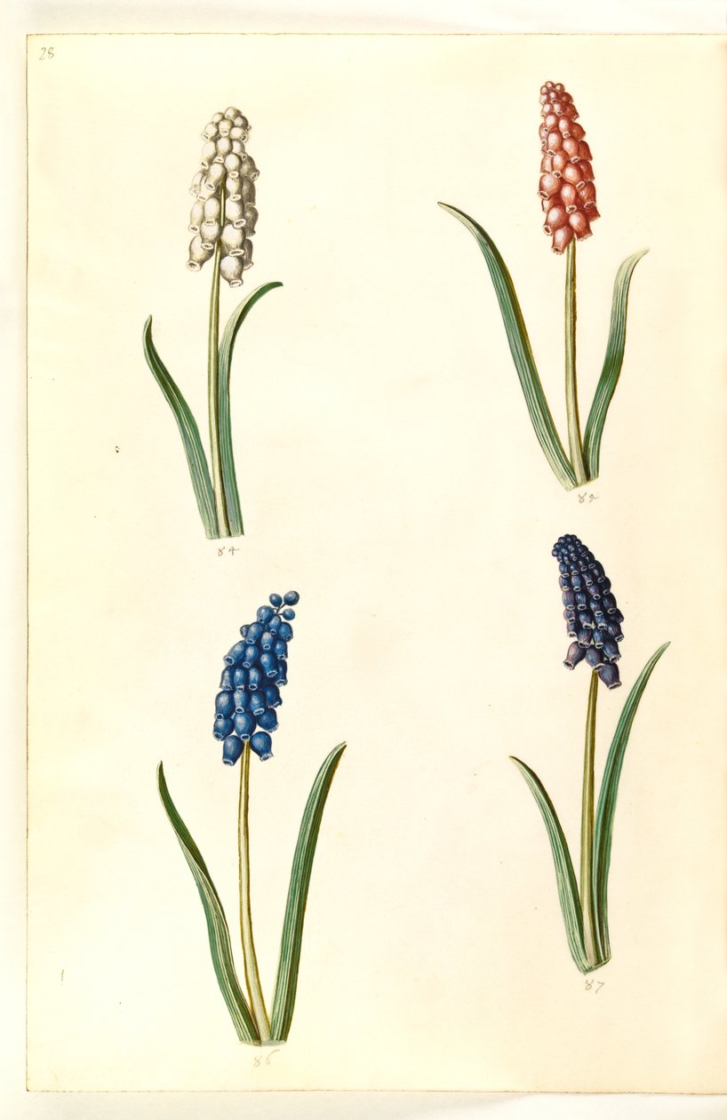 Muscari botryoides (hiacynt perłowy pospolity) autorstwa Hans Simon Holtzbecker