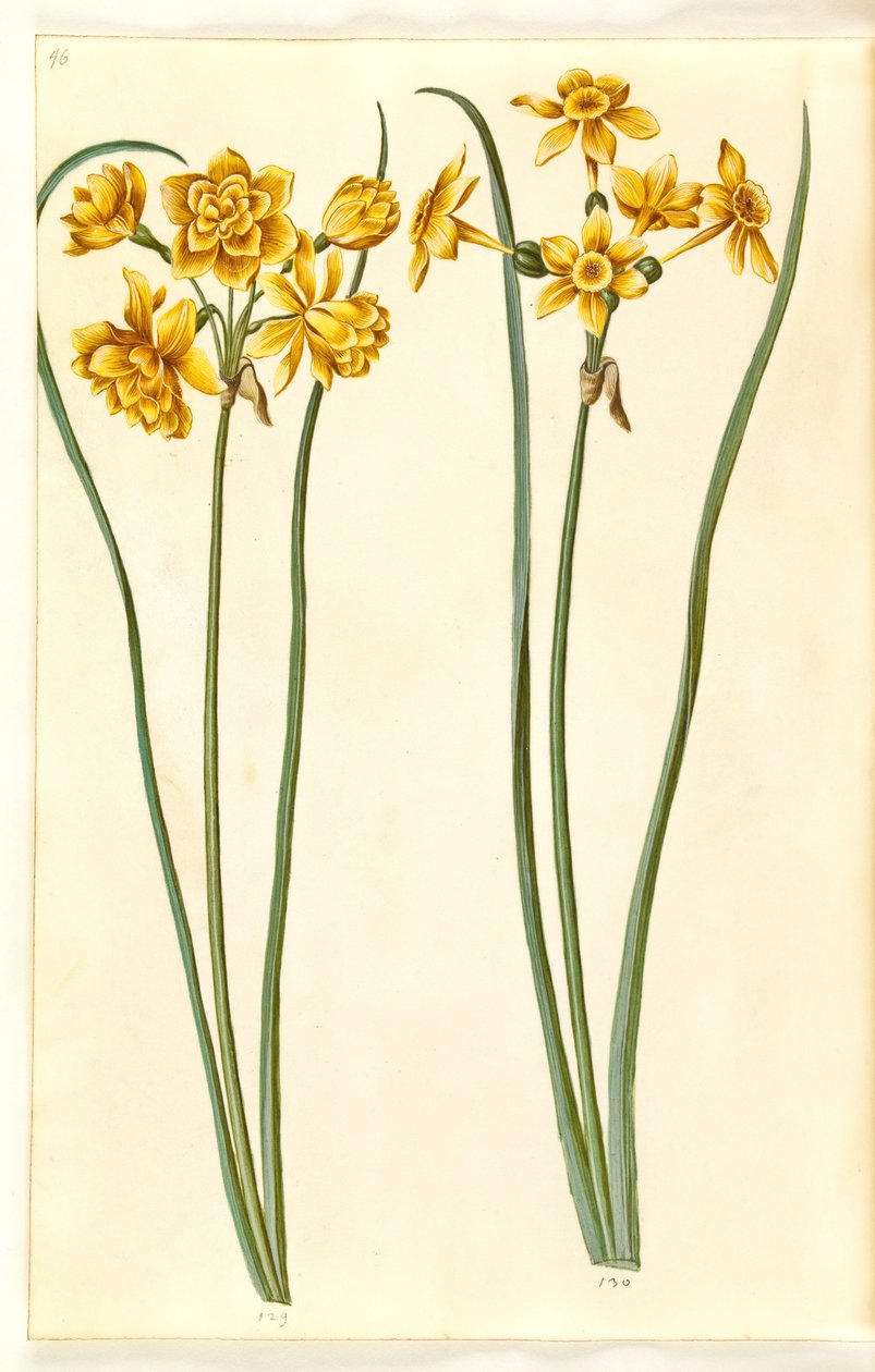 Narcyz jonquilla (siv-narcissus) autorstwa Hans Simon Holtzbecker