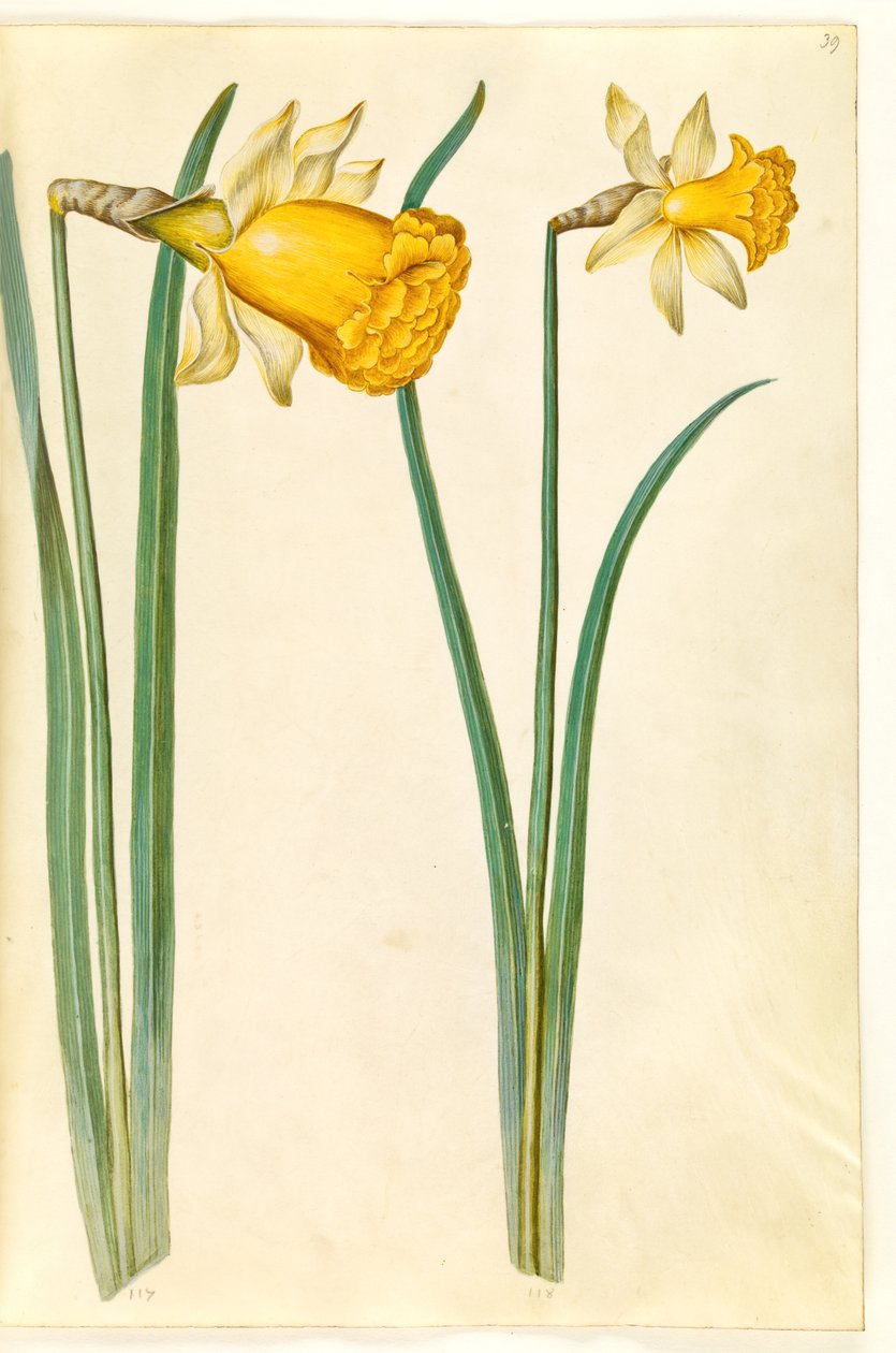 Narcissus pseudonarcissus (żonkil) autorstwa Hans Simon Holtzbecker